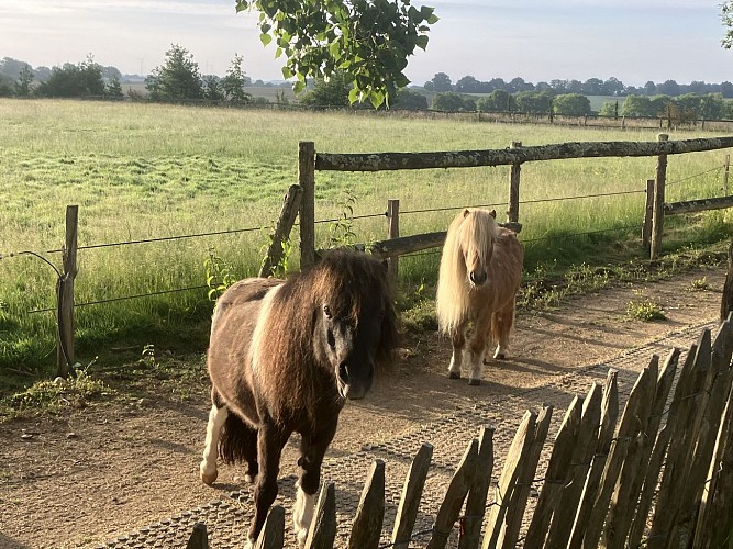 Les shetland ponies