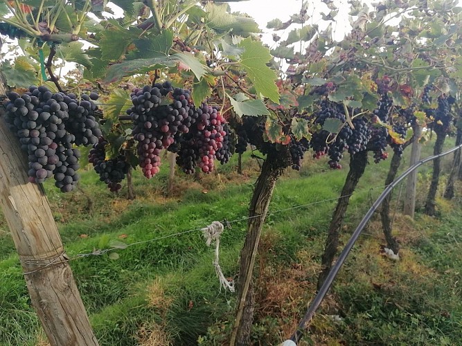 vignes