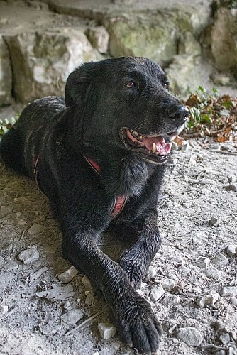 Coaching randonnée avec Patte sur l'aventure