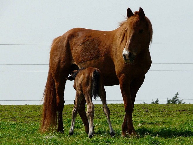 CENTRE EQUESTRE DE PLEIN AIR DE PIED BERCY