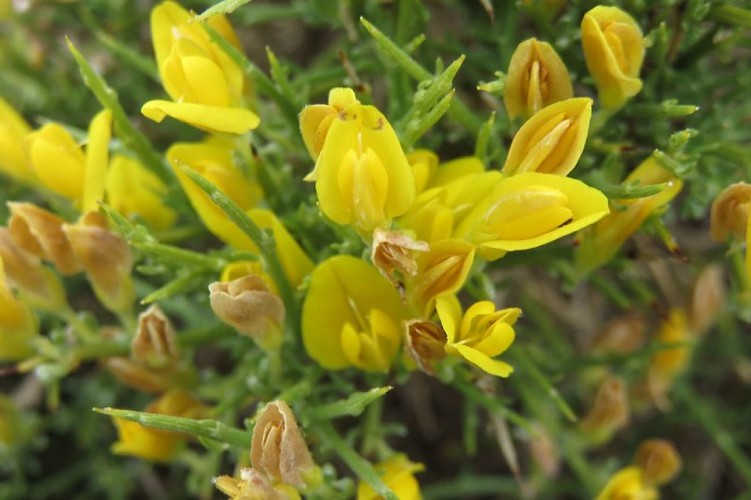 Fleurs de genêt de Lobel