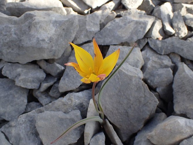 La Tulipe du Midi ou Tulipe australe