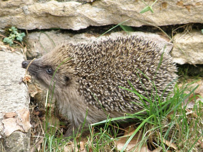 Exposition photographique : nature et biodiversité à Saint Marcel Bel Accueil