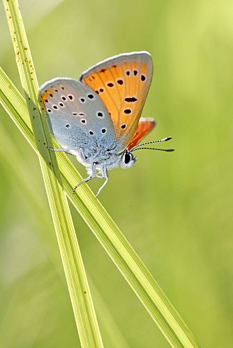 Exposition photographique : nature et biodiversité à Saint Marcel Bel Accueil