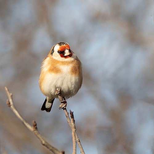 Exposition photographique : nature et biodiversité à Saint Marcel Bel Accueil