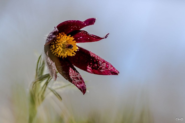 Exposition photographique : nature et biodiversité à Saint Marcel Bel Accueil