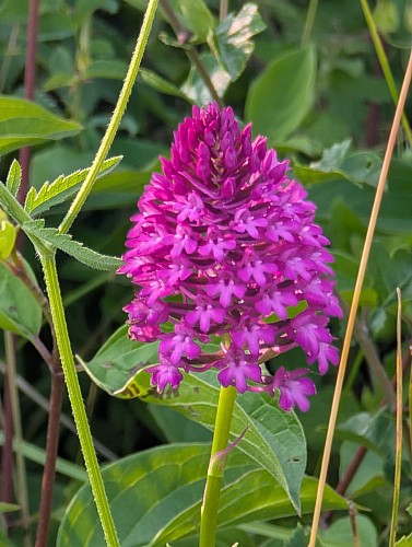 Exposition photographique : nature et biodiversité à Saint Marcel Bel Accueil
