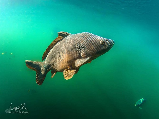 MAÏTAÏ BÉCON PLONGÉE