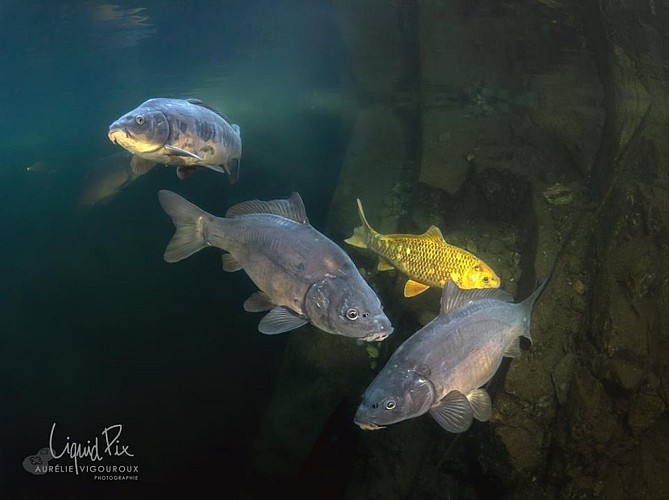 MAÏTAÏ BÉCON PLONGÉE