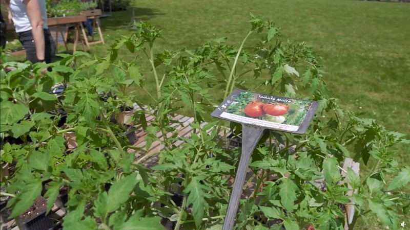 Marché - bizanos - plantations