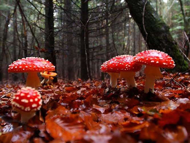 Champignons forêt Calvados