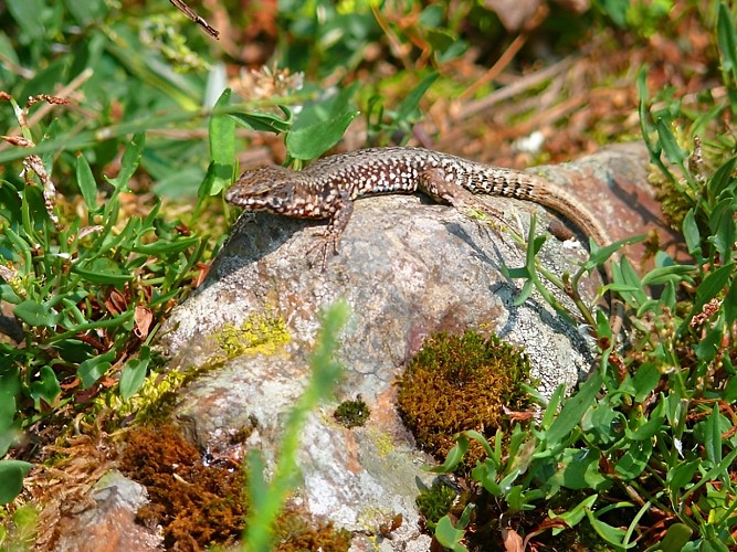 Lézard