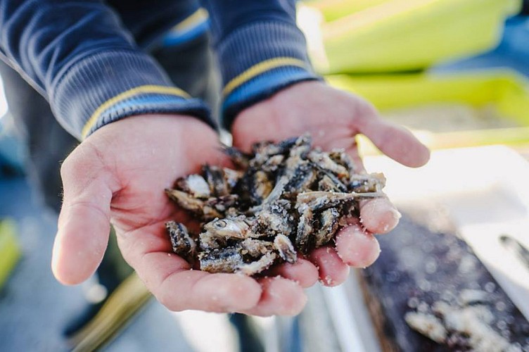 PECHE ET PROMENADE EN MER - L'AMI DU PECHEUR