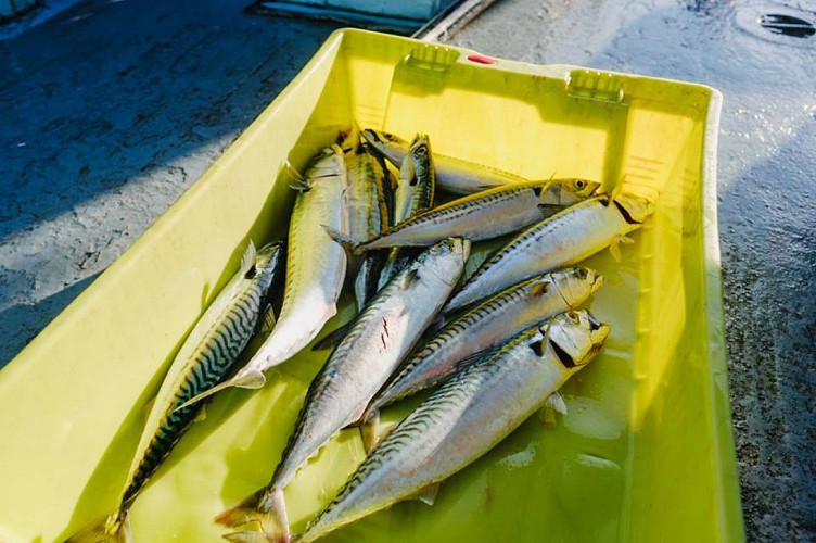 PECHE ET PROMENADE EN MER - L'AMI DU PECHEUR
