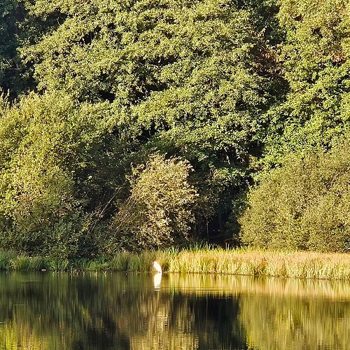 photos du Merle Monique Polte 5