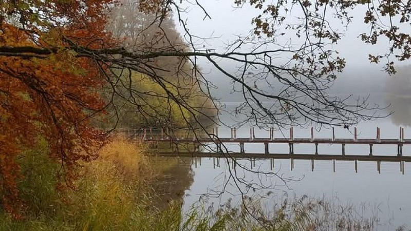 Etang du merle dans la brume