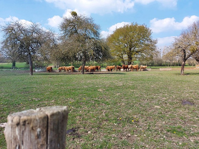AU PRÉ DES POMMIERS