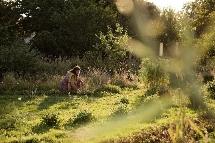 Récolte plantes médicinales jardin  Les Simples Sauvages