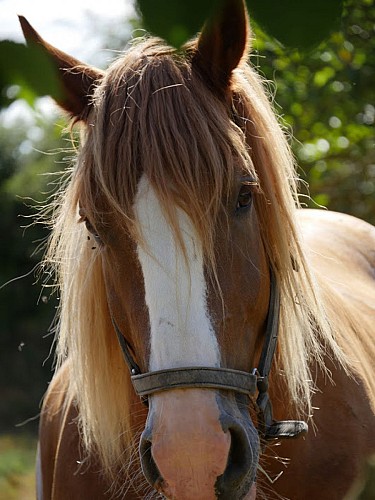 Les roulottes du Sud Vendée