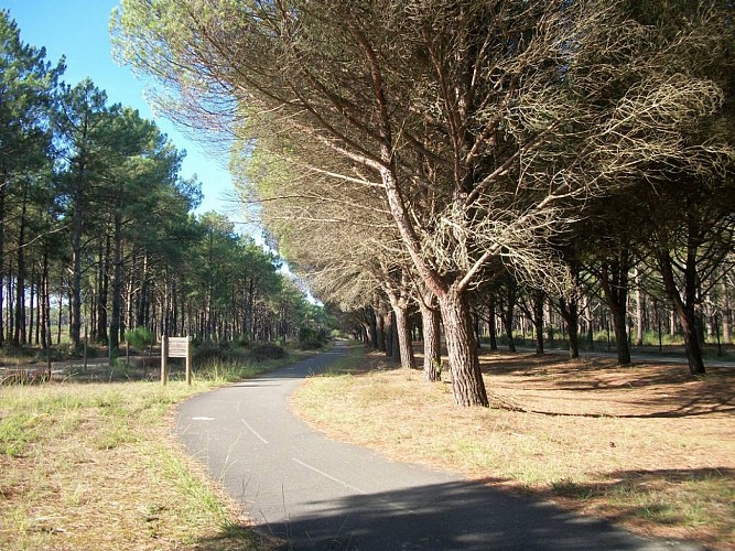 2026_cugnet_hirondelle (9) (Copier)