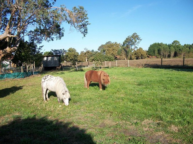 2026_cugnet_hirondelle (10) (Copier)