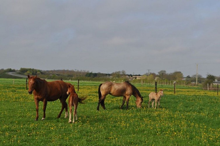 FERME ÉQUESTRE DE L'ÉTANG