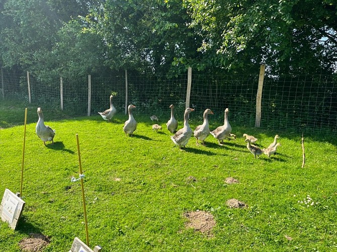 Activités enfant - Club brin d'herbes à La Ferme pédagogique de la Jarrie