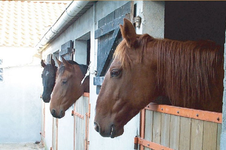 Pension équestre - écurie de la Buzelière