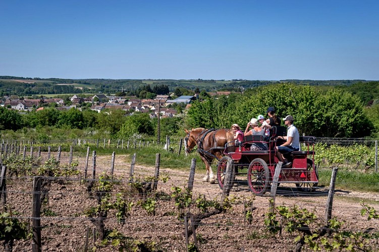 Balade-en-caleche-dans-les-vigne-thore-(8)