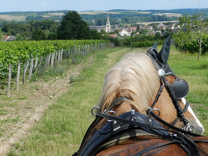 Balade en calèche dans les vignes de Thoré-La-Rochette