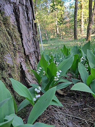 Muguet du bois 