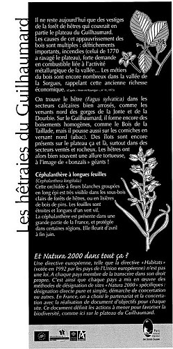 Les hêtraies du Guilhaumard