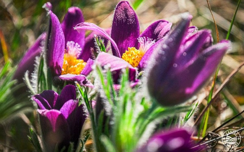 Anémones pulsatiles