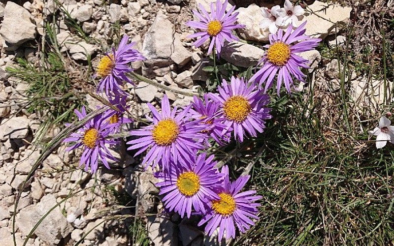Asters des causses