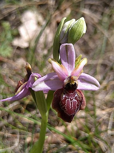 Ophrys bécasse