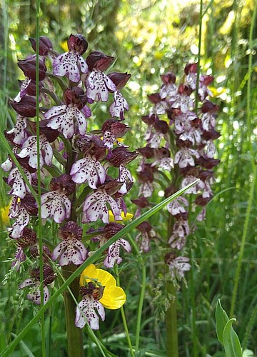 Orchis pourpre