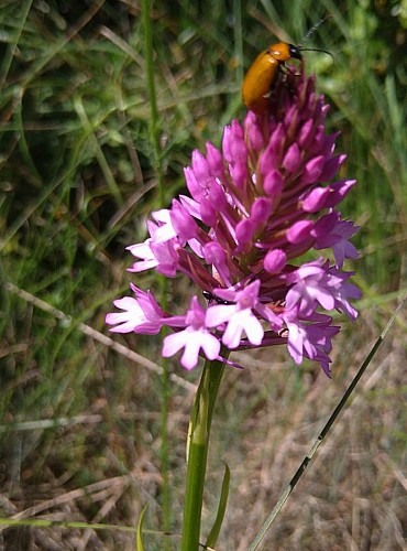 Orchis pyramidal