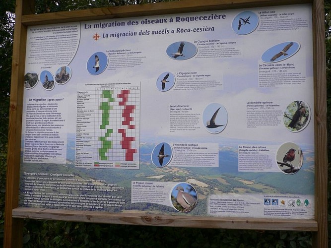 Migration des oiseaux