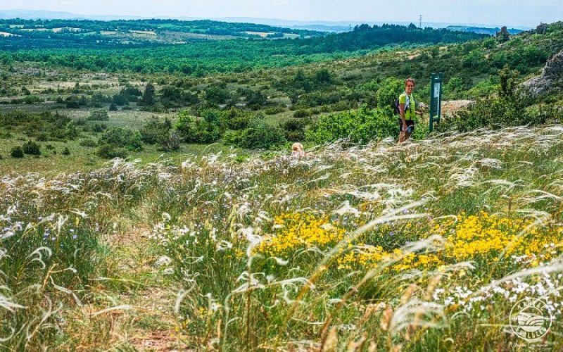 Les cheveux d'ange de la devèze de Lapanouse