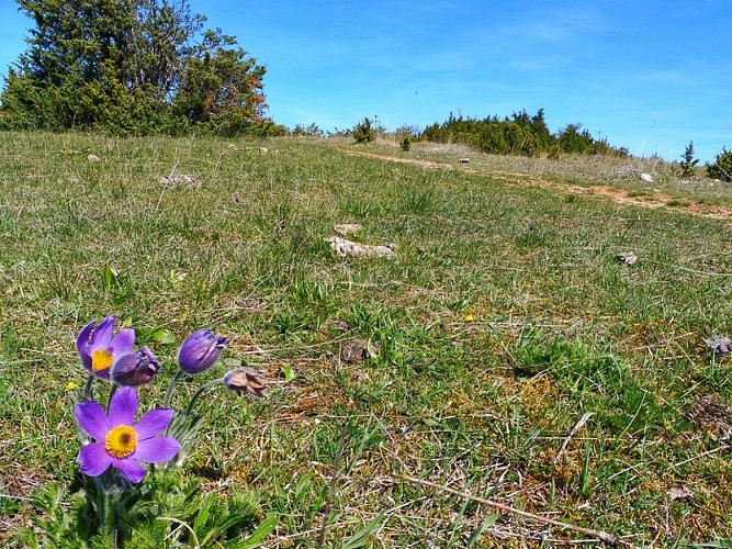 Les pelouses sèches...