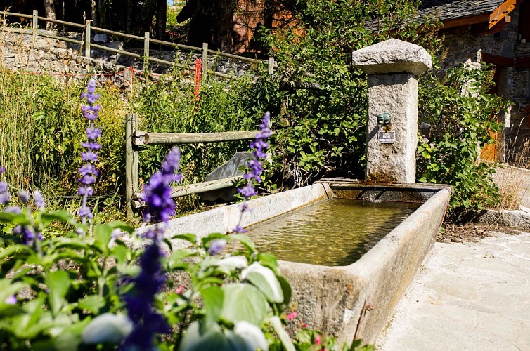 Communal Basin Morel