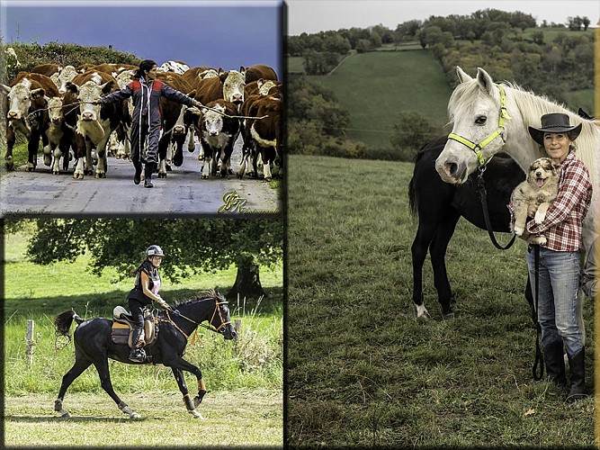 Haras de la Toison d'Or_2