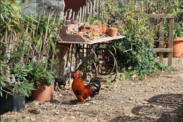 Ferme pédagogique Collet des Comtes