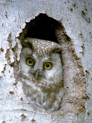 La vallée du Fossat