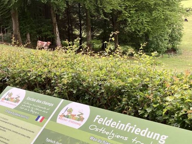 Heckenweg wirtzfeld 04 c wfg ostbelgien