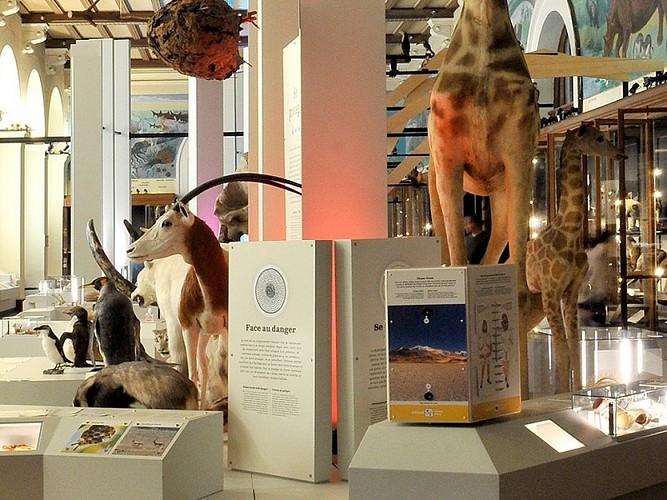 Muséum d'Histoire Naturelle de Marseille (MHNM)