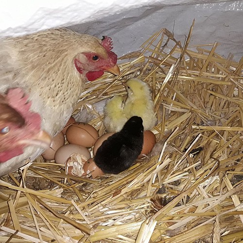 GITE L'AIR DE VENDEE