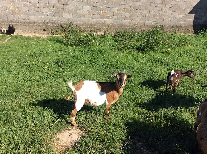 GITE L'AIR DE VENDEE