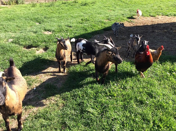 GITE L'AIR DE VENDEE