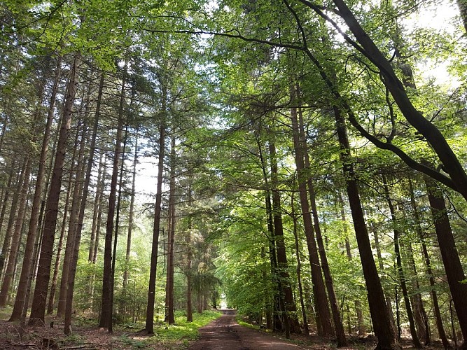 Forêt domaniale de Saint-Avold